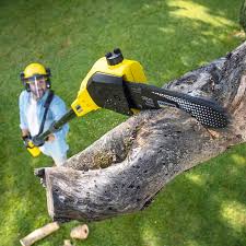 Trusted Gretna, VA Tree Care Experts