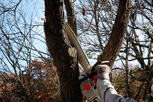 How Our Tree Care Process Works  in  Gretna, VA